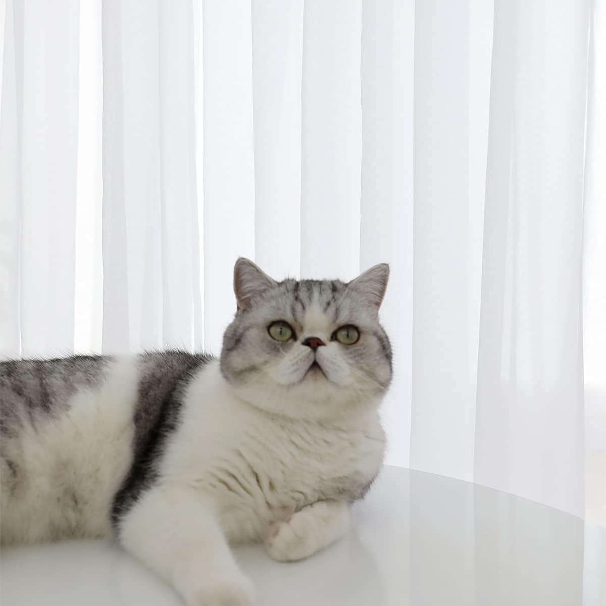 White Sheer Curtains 84 Inches - Curtain Sheer Voile ulasan dan harga